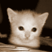 Chaton blanc dans son panier, effet s�pia
