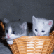 Chatons dans le panier