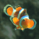 Poisson clown, b�b�