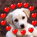 Chiot labrador avec coeurs