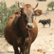 Vache brune