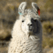 Lama, zoom sur la t�te