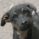 Chien noir