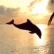 Dauphin avec plage au cr�puscule