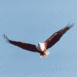 Aigle p�cheur