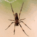 Araign�e