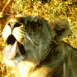 Lionne Gros plan