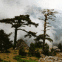 V�g�tation sous la brume (Corse)