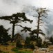 V�g�tation sous la brume (Corse)