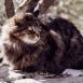 Chat tigr�