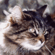 Chat tigr�