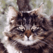 Chat tigr�