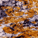 Lichen