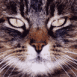 Chat tigr� en gros plan