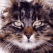 Chat tigr� en gros plan