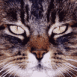 Chat tigr� en gros plan