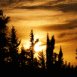 Coucher de soleil dans la for�t (Maroc)