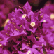 Fleurs violettes D�tail (Maroc)