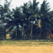 Palmiers et rizi�re (Vietnam)