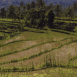 Rizi�res (Bali)