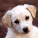 Chiot labrador Gros plan