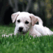 Chiot labrador couch� dans l'herbe