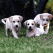 Chiots labradors