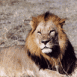 Lion couch� (Botswana)
