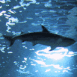 Requin � contre jour