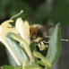 Abeille butinant du ch�vrefeuille