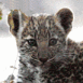 L�opard b�b�