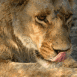 Lionne se l�chant les babines