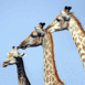 Girafes en rang serr�