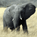 �l�phant