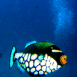 Poissons avec de grosses l�vres rouges