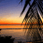 Mer au crepuscule derri�re une branche de palmier (Maldives)
