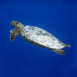 Tortue de mer