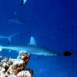 Requin derri�re un rocher