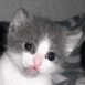 Chatons c�te � c�te