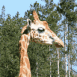 Girafe: cou et t�te