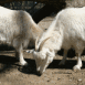 Ch�vres