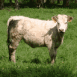 Vache regardant le photographe
