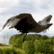 Aigle au vol, de profil et de pr�s