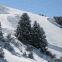 Deux sapins sur la pente enneig�e