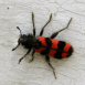 Araign�e rouge et noire