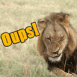 Lion faisant la grimace "Je suis d�sol�"