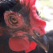 Poule en gros plan 