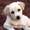 Chiot labrador "J'ai envie de c�lins"
