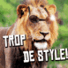 Lion � lunettes "Trop de style!"