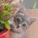Chaton cach� derri�re des fleurs